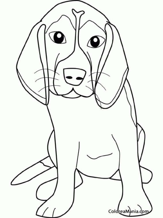 Colorear Perro Beagle sentado y triste (Animales Domésticos), dibujo para  colorear gratis