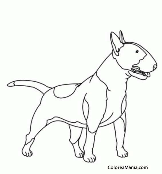 Colorear Perro Bull Terrier de pie