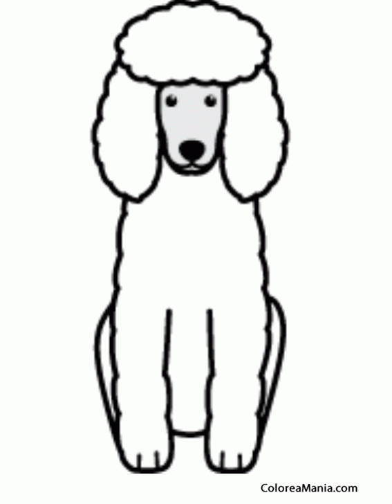 Colorear Silueta Perro Caniche o Poodle