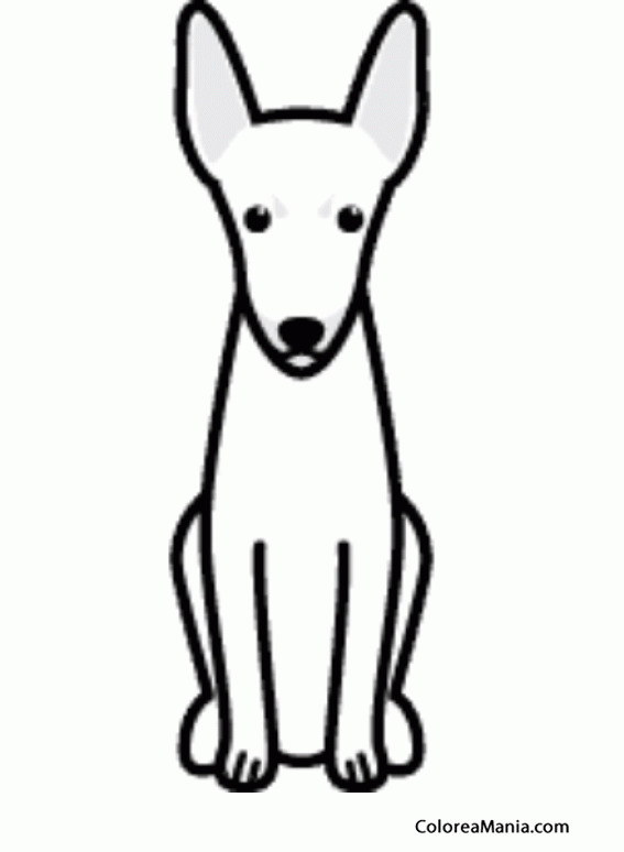 Colorear Silueta perro Toy Fox Terrier o Amertoy
