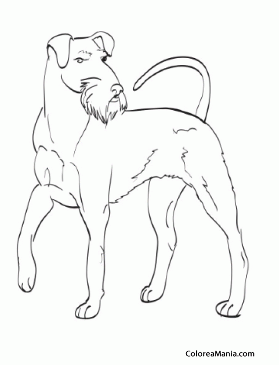 Colorear Perro Wolfhound Irlands de pie