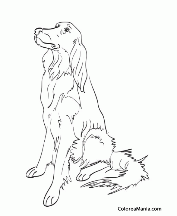 Собака сидя рисунок