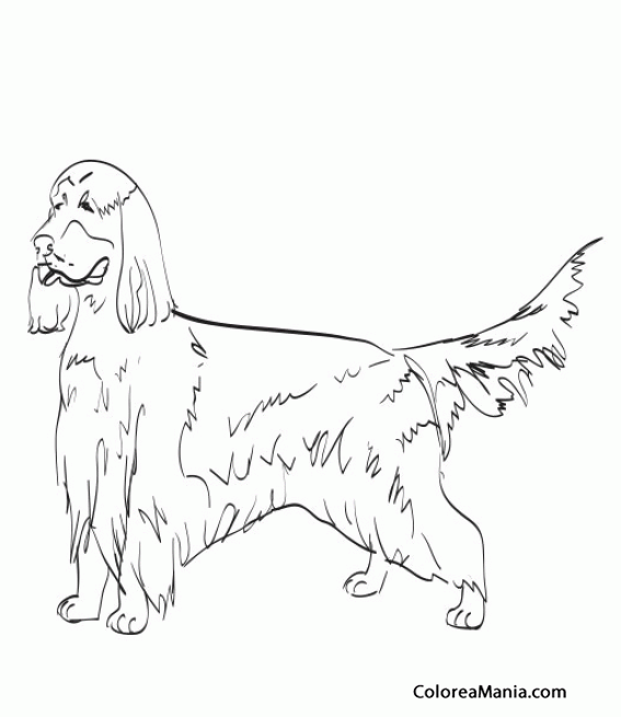 Colorear Perro Setter Irlands 4