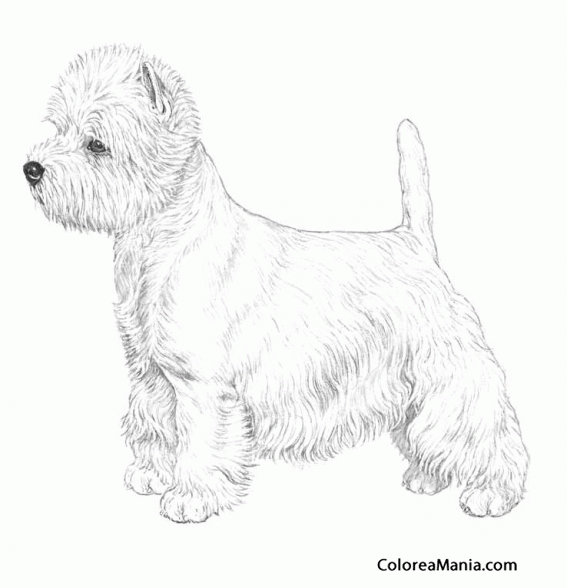 Colorear Perro West Highland terrier, dibujo a lpiz