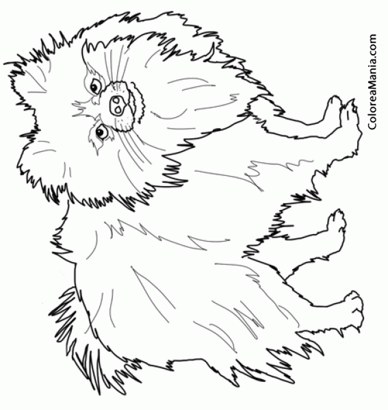 Colorear Perro Lul de Pomerania 3