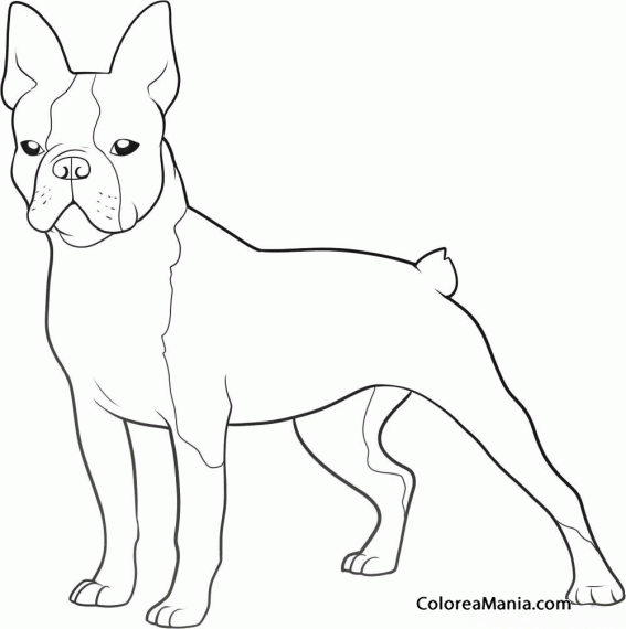 Colorear Perro Boston Terrier de pie 2