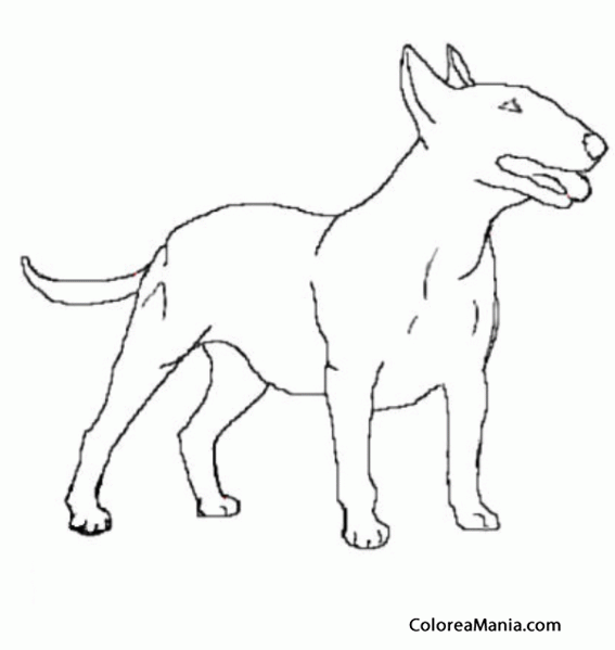 Colorear Perro Bull Terrier de medio lado