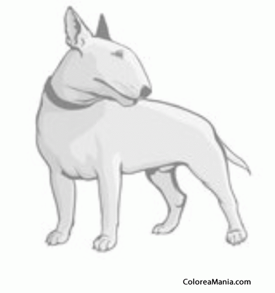 Colorear Perro Bull Terrier girndose