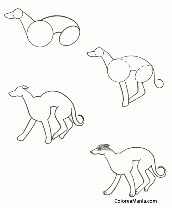 Colorear Dibujar un perro Greyhound