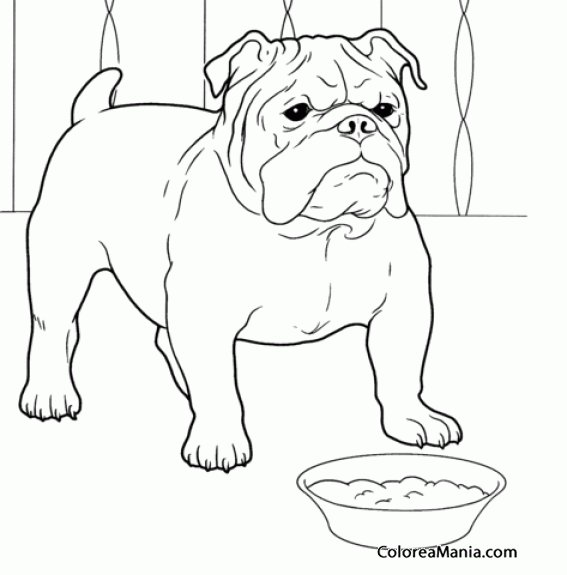 Colorear Perro Bulldog ante su plato de comida