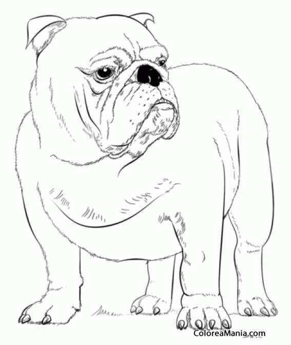 Colorear Perro Bulldog adulto