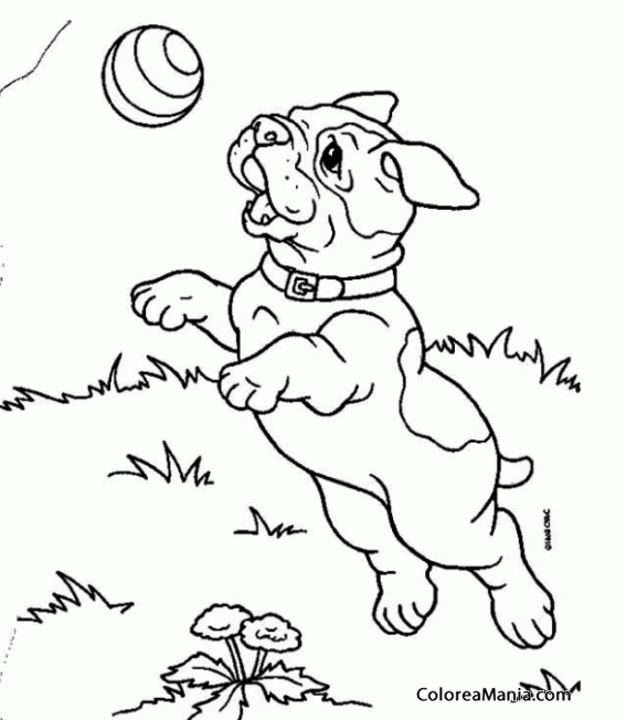 Colorear Cachorro Bulldog ingls jugando con pelota