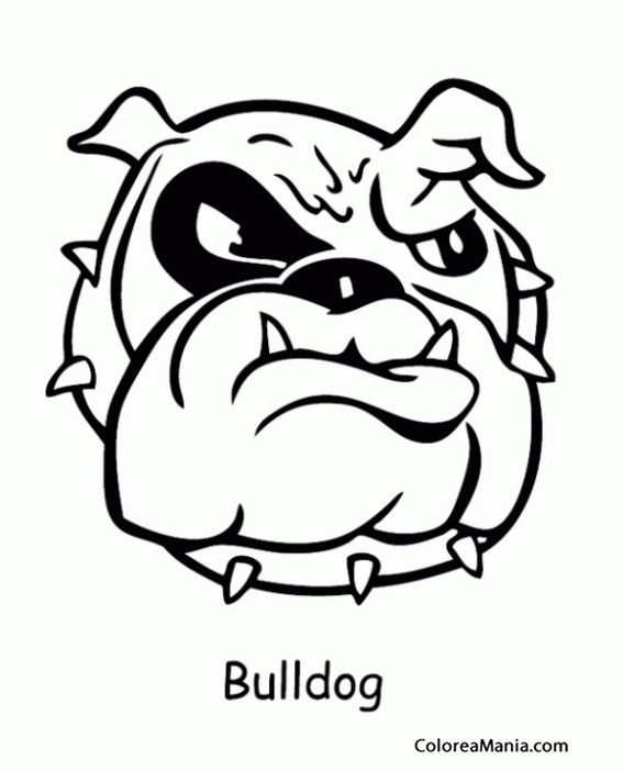 Colorear Cabeza Perro Bulldog enfadado