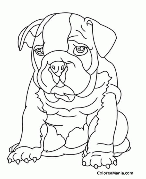 Colorear Cachorrito de Bulldog Ingls