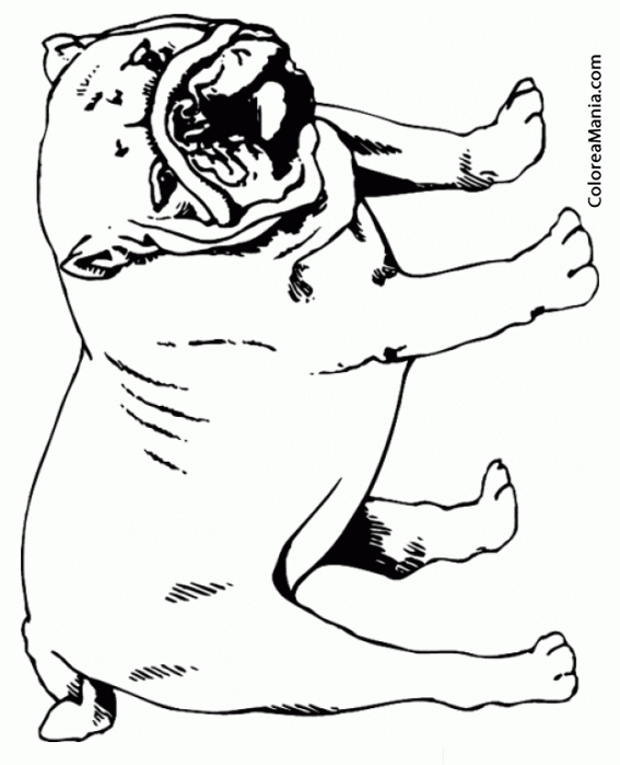 Colorear Perro Bulldog posado de pie