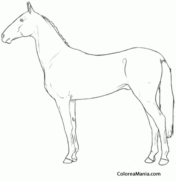 Colorear Caballo Akhal-Teke