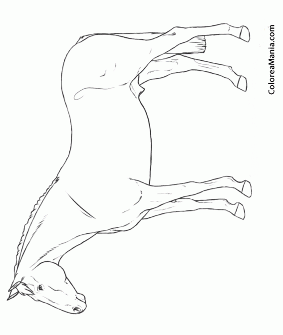Colorear Caballo Anglo-rabe, de pie y perfil