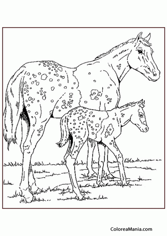 Colorear Yegua Appaloosa con su potro