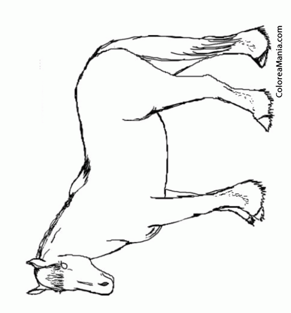 Colorear Caballo Clydesdale de perfil (Animales Domésticos), dibujo para  colorear gratis