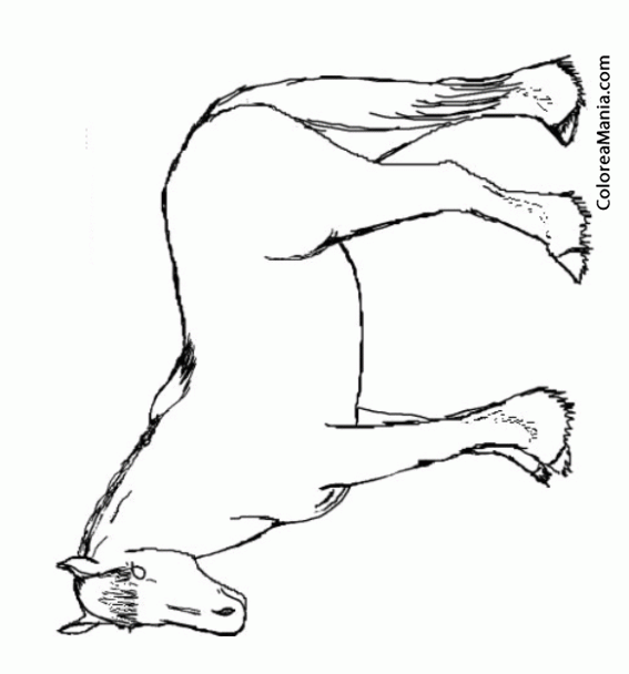 Colorear Caballo Clydesdale de perfil (Animales Domésticos), dibujo para colorear gratis Colorear Caballo Clydesdale de perfil (Animales Domésticos), dibujo para colorear gratis