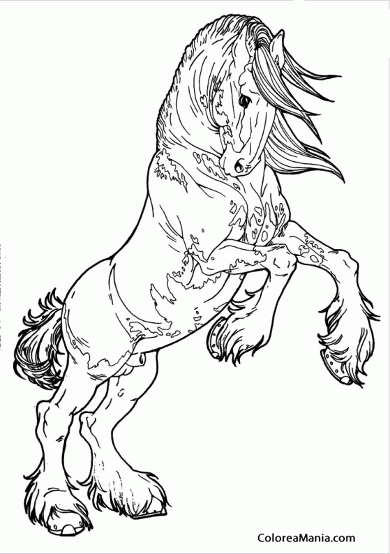 Colorear Caballo Clydesdale 5 (Animales Domésticos), dibujo para colorear  gratis