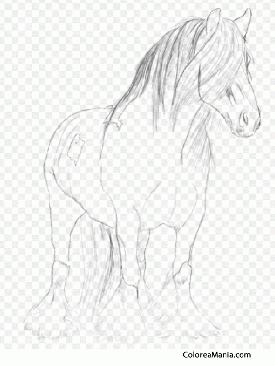 Colorear Caballo Gypsy Vanner   3