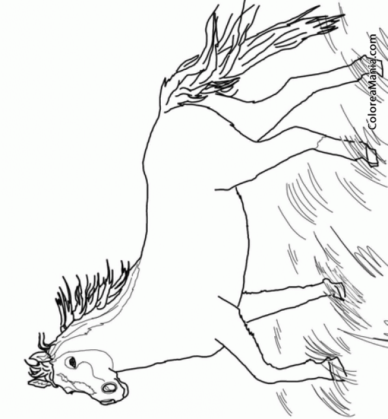 Colorear Caballo Mustang Salvaje Animales Domesticos Dibujo