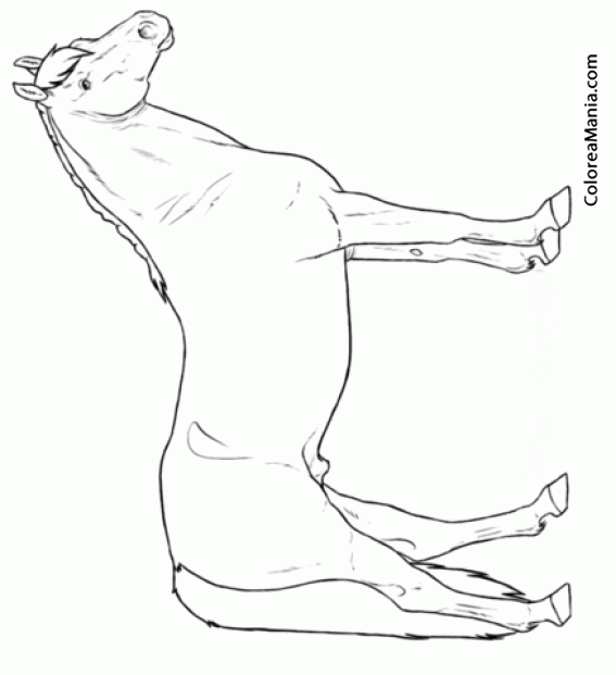Colorear Caballo Trakehner de pie