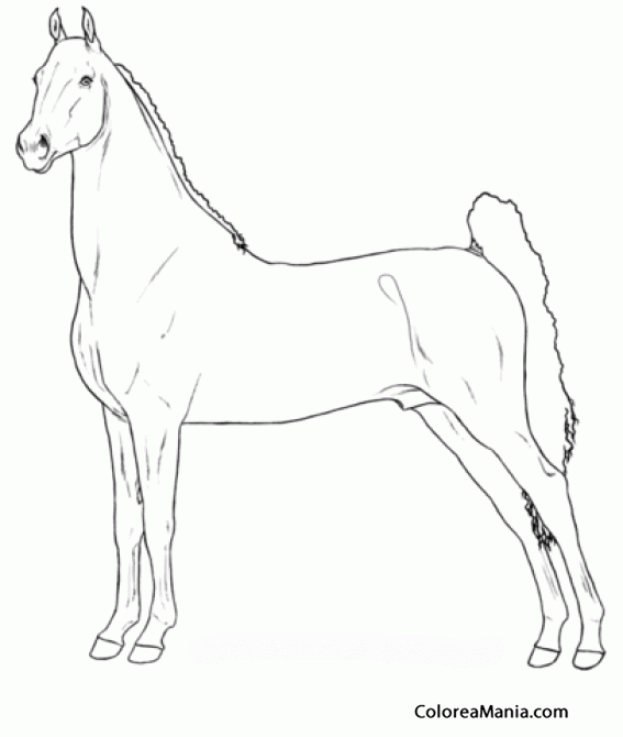 Colorear Caballo Saddlebred Estadounidense