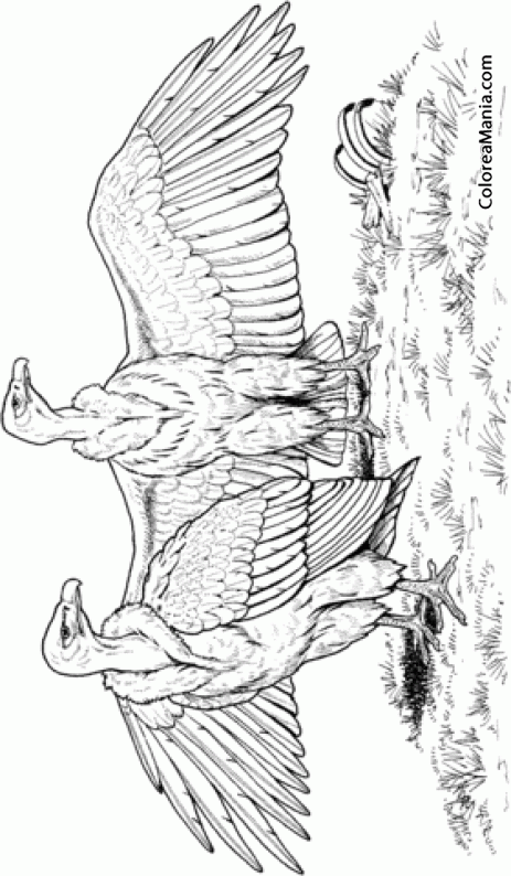 Colorear Shama culiblanco. Copsychus malabaricus