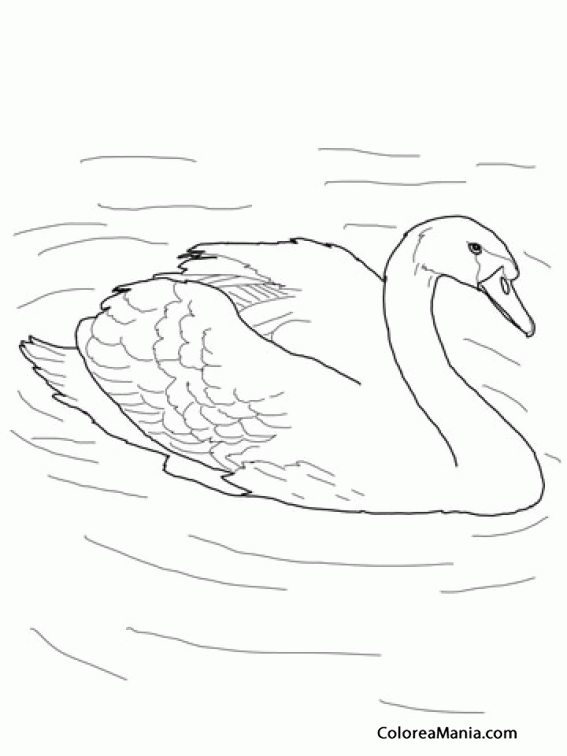 Colorear Cisne mudo nadando en el lago