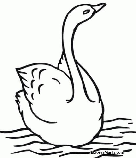 Colorear Cisne en el agua cabeza alta