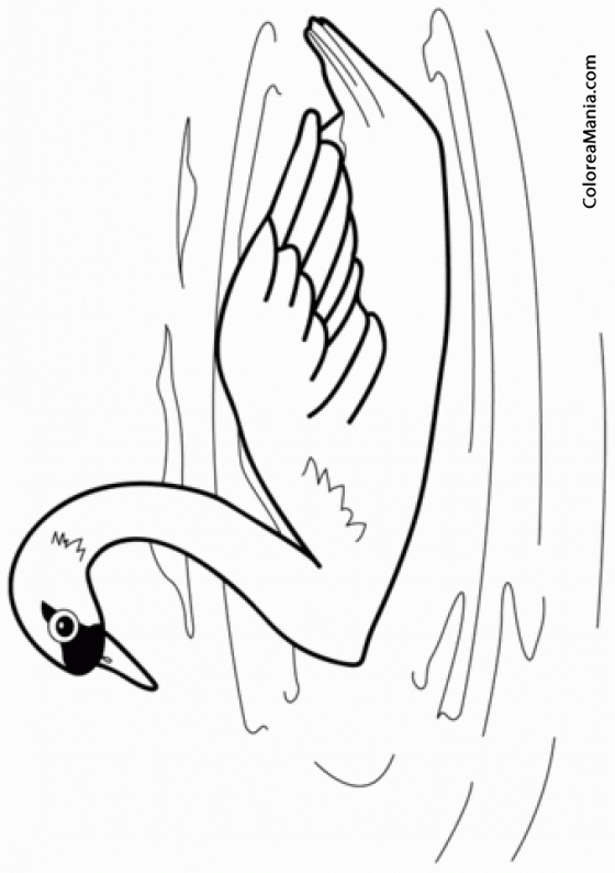 Colorear Cisne nadando 2