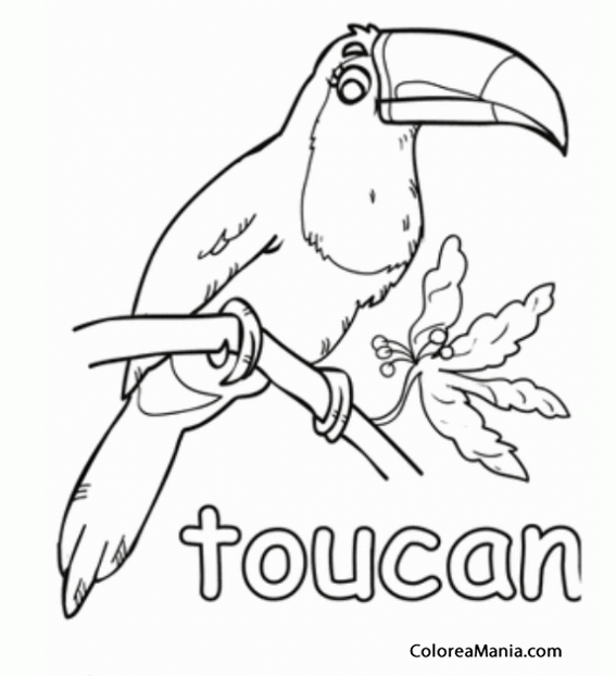 Colorear Tucn. Toucan. Tucano 2