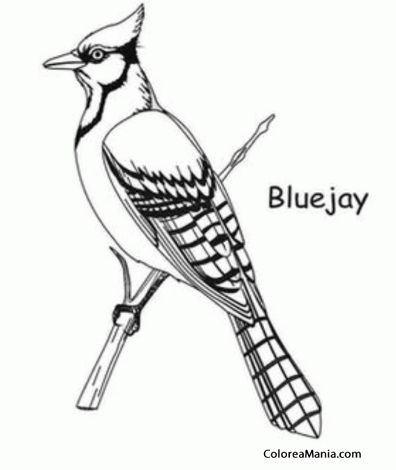 Colorear Arrendajo Azul. Blue Jay 2