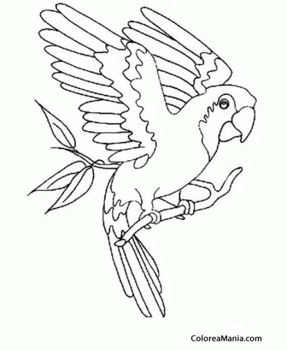  Colorear Loro. Guacamayo con alas extendidas (Aves), dibujo para colorear gratis