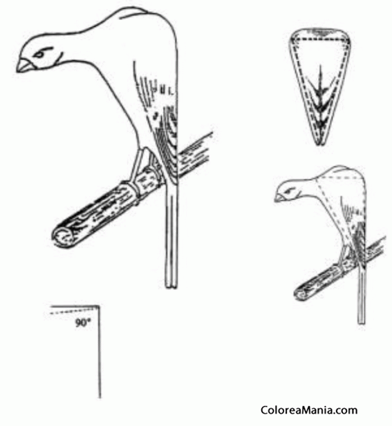 Colorear Canario de postura (90)