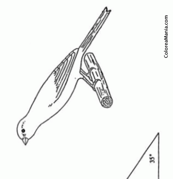 Colorear Canario de postura standard espaol (35)