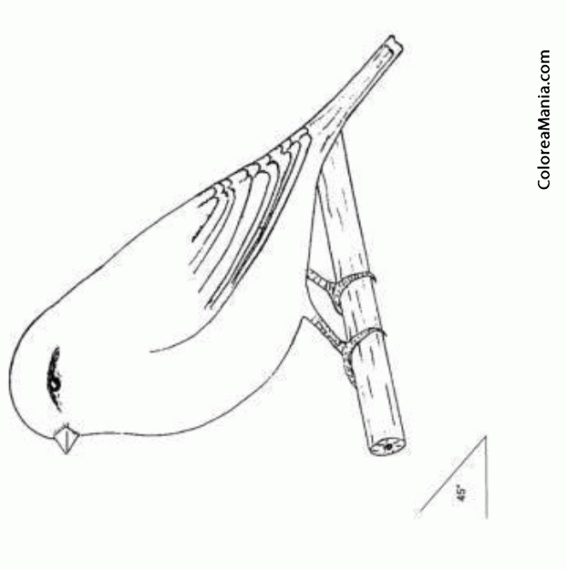 Colorear Canario de postura Norwich (45)