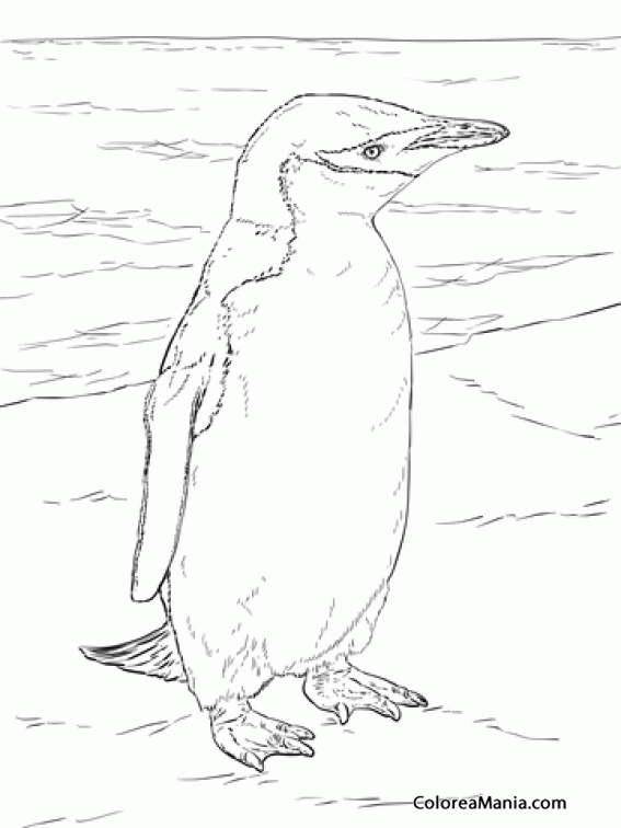 Colorear Pingino Barbijo o Chinstrap Penguin