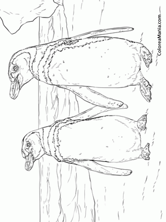 Colorear Pinginos de Humboldt. Spheniscus humboldti