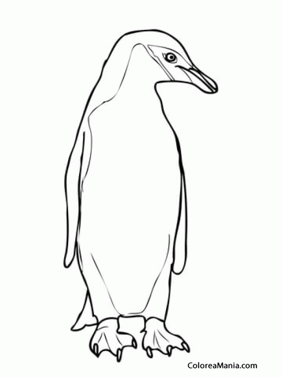 Colorear Pinginos Barbijo. Chinstrap. (Pygoscelis antarcticus  