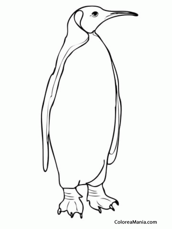 Colorear Pinguino Rey De Las Islas Malvinas Animales Polares