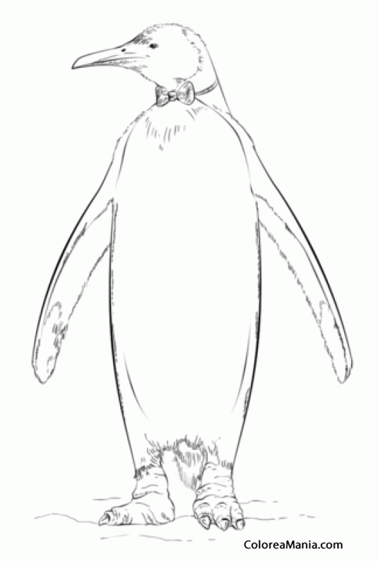 Colorear Pingino Rey con corbatn (Aptenodytes patagonicus)
