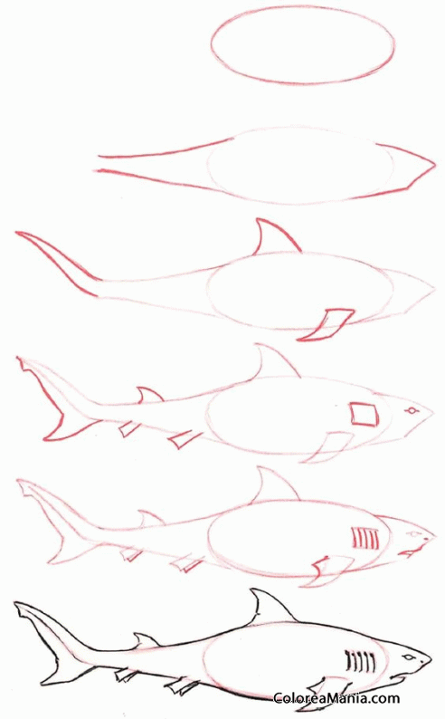 Colorear Dibujar tiburón (Como dibujar animales marinos), dibujo para  colorear gratis