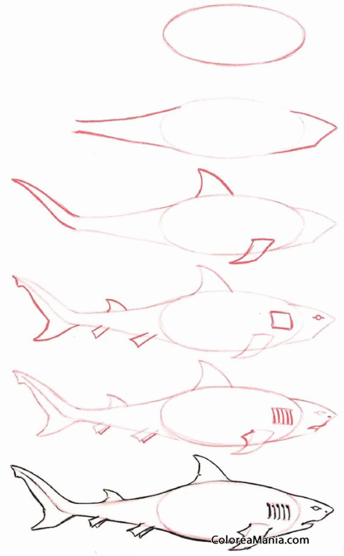 Colorear Dibujar tiburón (Como dibujar animales marinos), dibujo para colorear gratis Colorear Dibujar tiburón (Como dibujar animales marinos), dibujo para colorear gratis