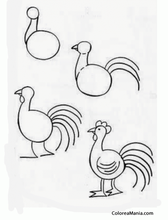 Colorear Dibujar gallo (Cómo dibujar Aves), dibujo para colorear gratis