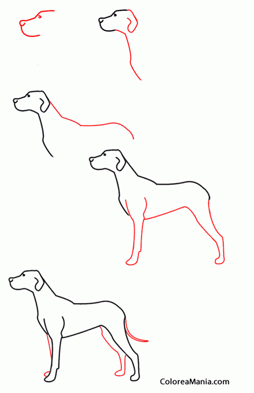 Colorear Dibujar perro pointer