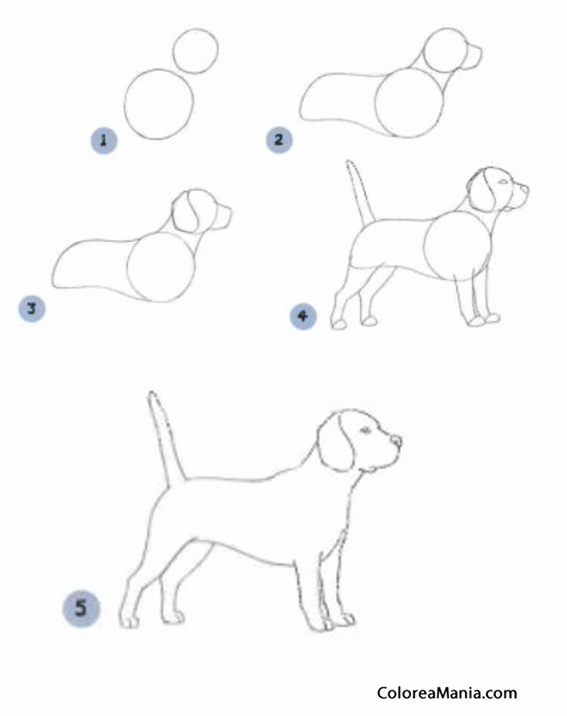 Colorear Como dibujar un perro beagle