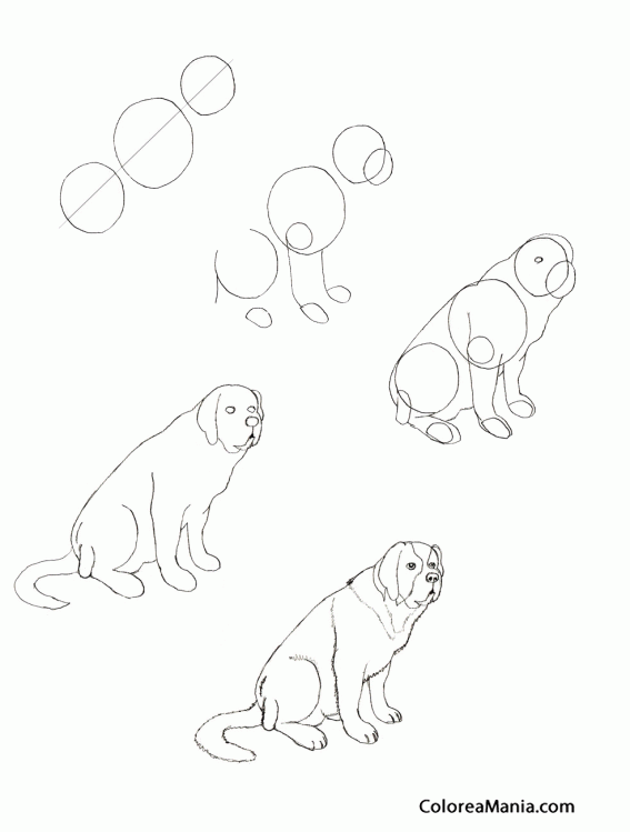 de ultramar Verde Derribar Colorear Como dibujar un San Bernardo (Como dibujar un perro), dibujo para colorear gratis de ultramar Verde Derribar Colorear Como dibujar un San Bernardo (Como dibujar un perro), dibujo para colorear gratis